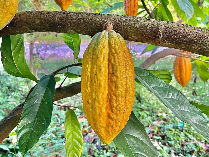 Cocoa & specialty produce